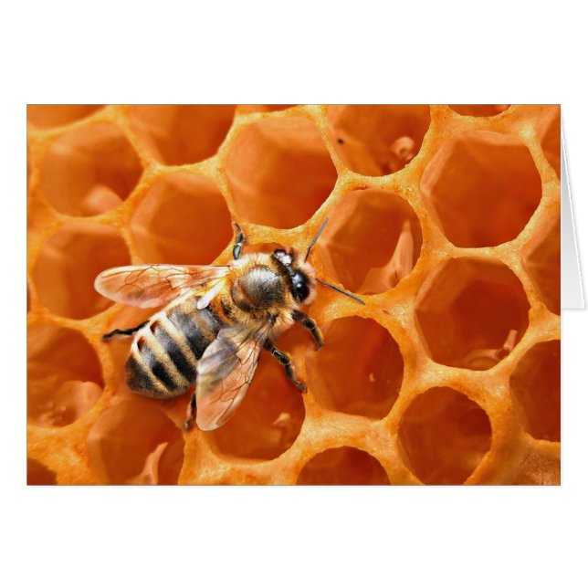 Honey Bee (Front Horizontal)
