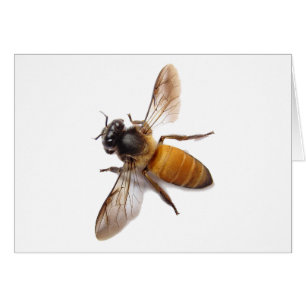 Honey Bee