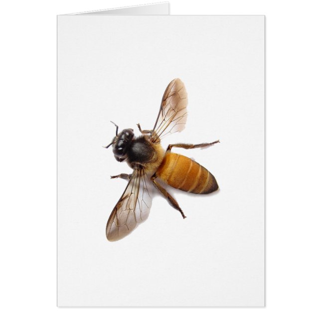 Honey Bee (Front)