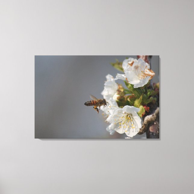 Honey Bee Canvas Print (Front)
