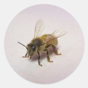 honey bee classic round sticker