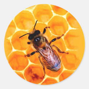 Honey bee classic round sticker