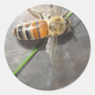 Honey Bee Classic Round Sticker