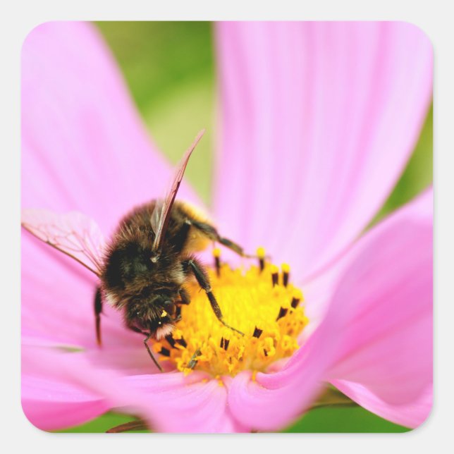 Honey bee feeding on cosmos flower square sticker (Front)