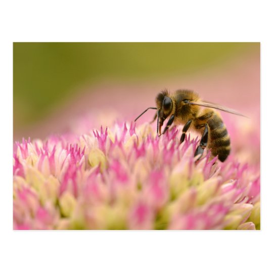Honey bee feeding on sedum flower postcard