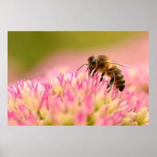 Honey bee feeding on sedum flower poster
