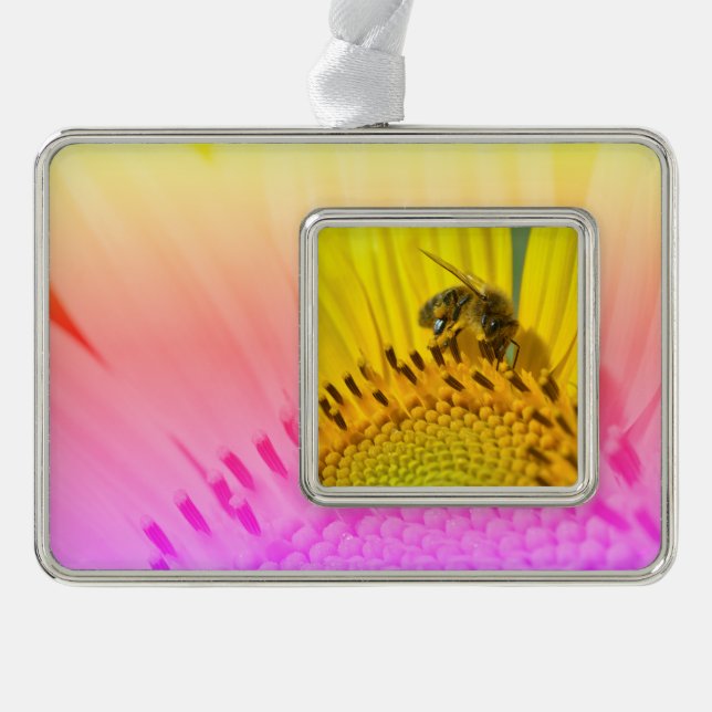 Honey bee feeding on sunflower postcard metal orna silver plated framed ornament (Front)