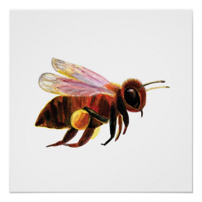 Honey Bee Flying  Poster (Front)
