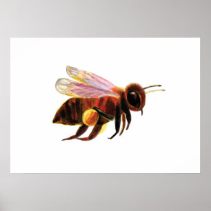 Honey Bee Flying Poster