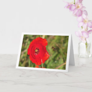 Honey Bee in Red Poppy Card
