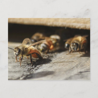 Honey bee leaving hive postcard