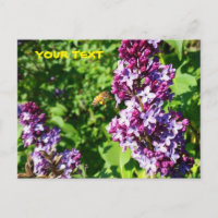 Honey Bee Loves Lilacs