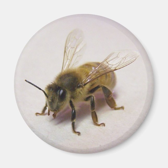honey bee magnet (Front)