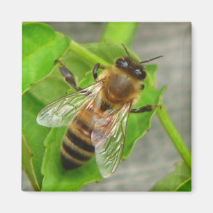 Honey Bee Magnet