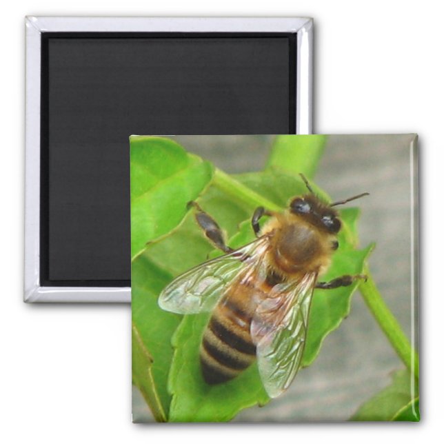 Honey Bee Magnet (Front)