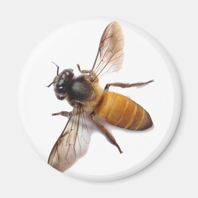 Honey Bee Magnet (Front)