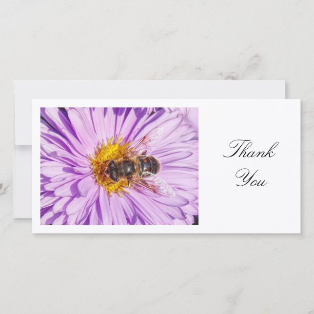 Honey Bee on a Michaelmas Daisy - Thank You (Front)