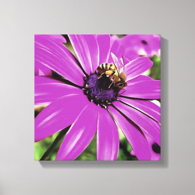 Honey Bee On A Purple African Daisy Art Canvas Print (Front)