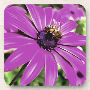 Honey Bee On A Purple African Daisy Art Coaster