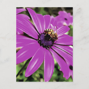 Honey Bee On A Purple African Daisy Art Postcard