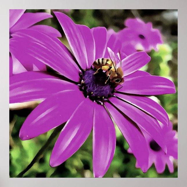 Honey Bee On A Purple African Daisy Art Poster (Front)