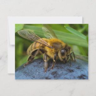 Honey Bee on a rock Postcard