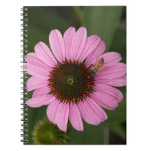 Honey Bee on Cone Flower