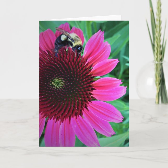 Honey Bee On Coneflower, card (Front)