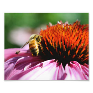Honey Bee On Coneflower Close Up 8x10 Photo Print