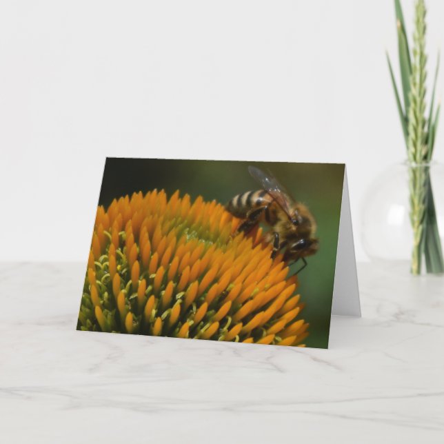 Honey Bee on Coneflower Greeting Card (Front)