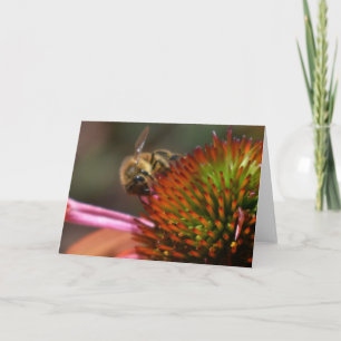 Honey Bee on Coneflower Greeting Card