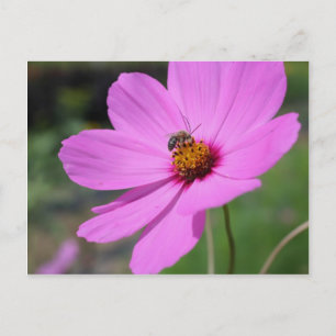 Honey Bee On Cosmos Flower Nature Postcard