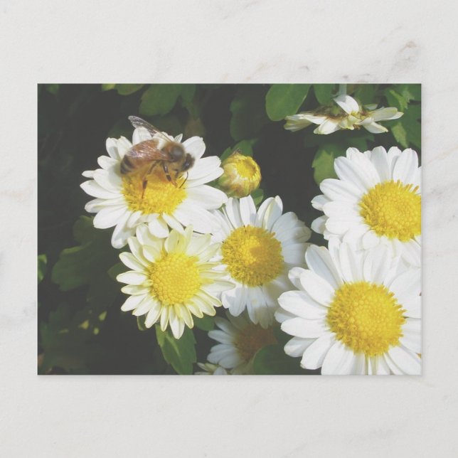 Honey Bee on Fall Mums Postcard (Front)