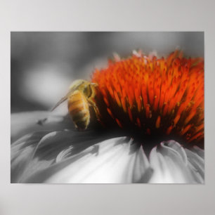 Honey Bee On Flower Partial Colour Poster