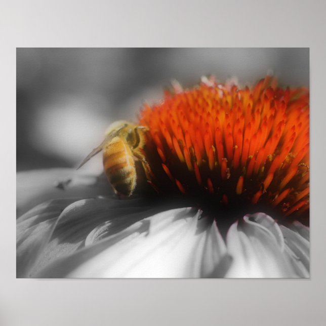 Honey Bee On Flower Partial Colour Poster (Front)