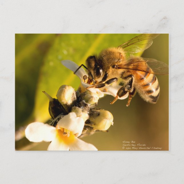Honey Bee on Mangrove Blossom Postcard (Front)