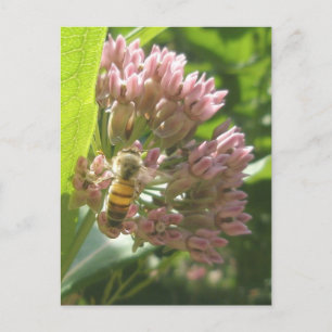Honey Bee on Milkweed Postcard