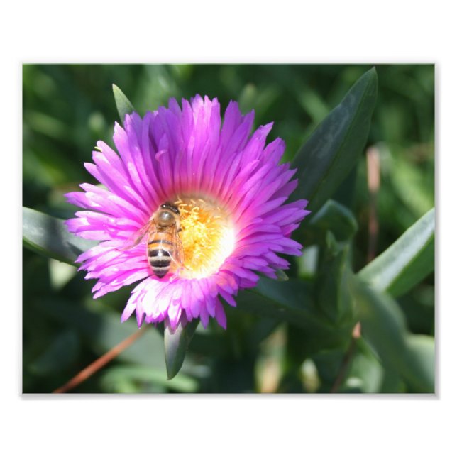 Honey Bee on Pink Daisy - 10 x 8 Photo Print (Front)