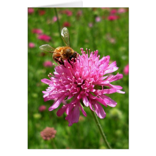 Honey bee on pink flower card