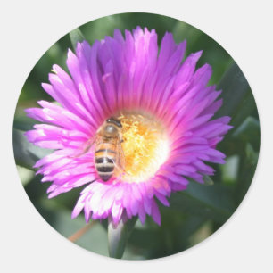 Honey Bee on Pink Flower Classic Round Sticker