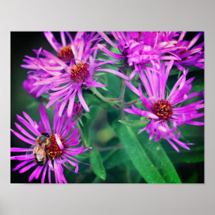 Honey Bee On Pink New England Aster Flower  Poster