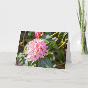Honey Bee On Pink Rhododendron Note Card