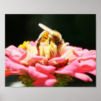 Honey Bee on Pink Zinnia Flower Nature Photography