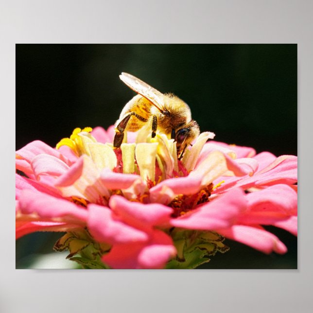Honey Bee on Pink Zinnia Flower Nature Photography Poster (Front)