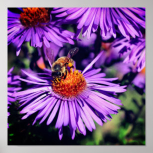 Honey Bee On Purple Aster Flower Poster