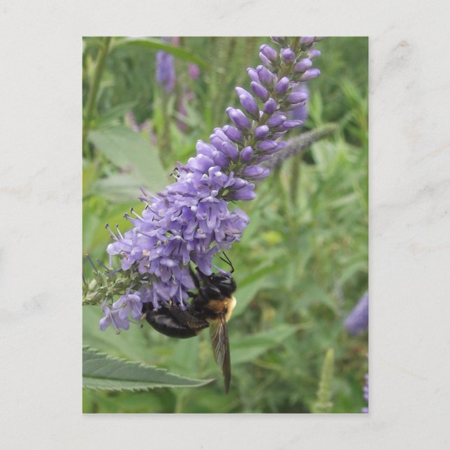 Honey Bee on Purple Flower Postcard (Front)