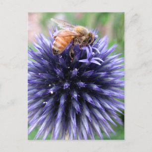 Honey Bee on Purple Globe Thistle Flower Postcard