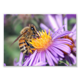 Honey Bee on Purple Pink Flower Photo Print