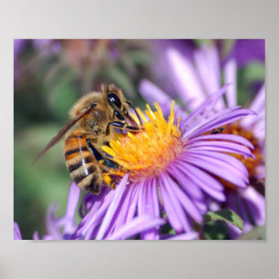 Honey Bee on Purple Pink Flower Poster