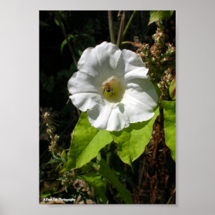 Honey Bee on Wild Morning Glory Poster